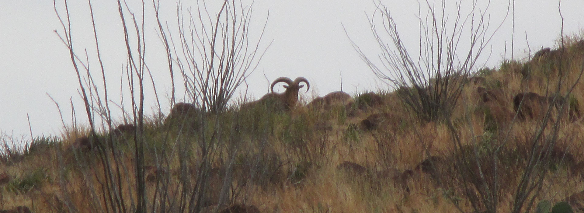 Texas Hunting