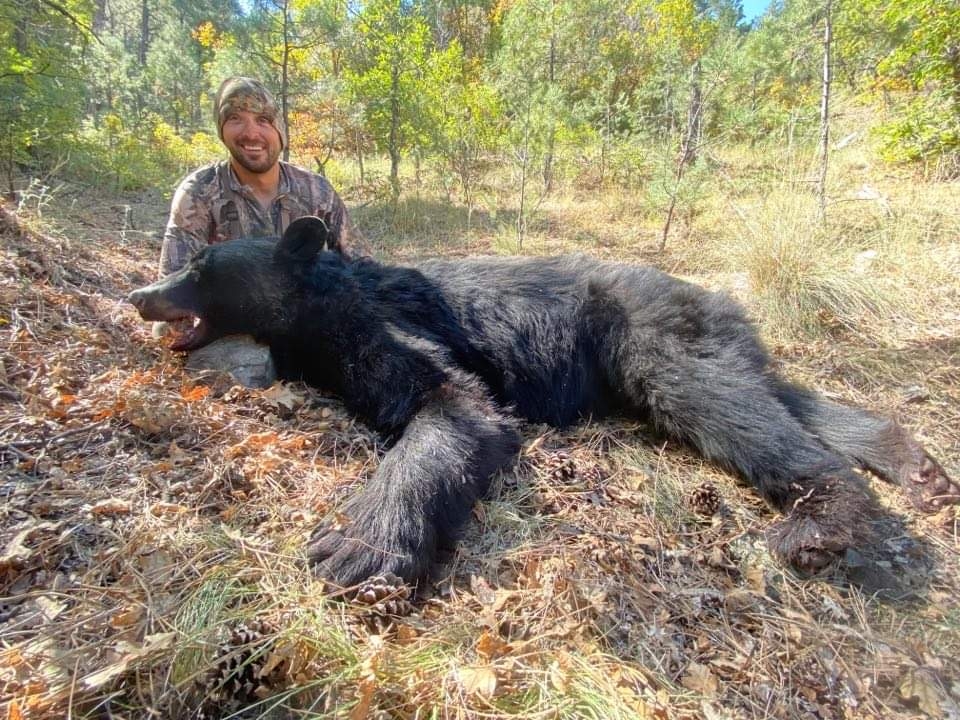 New Mexico Black Bear