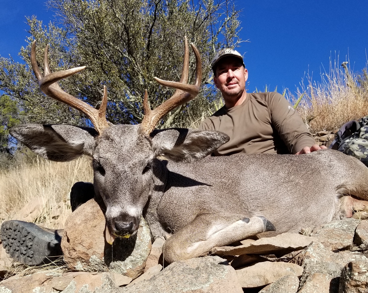 NM Coues Deer