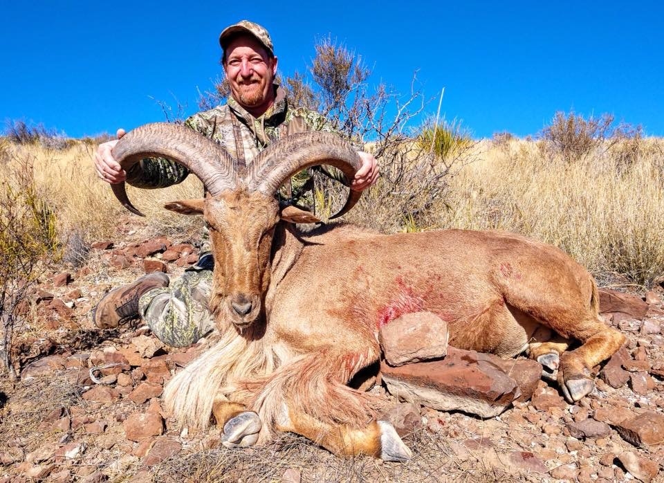 Aoudad Hunts