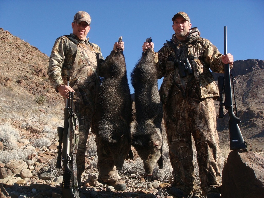 Javelina Hunts